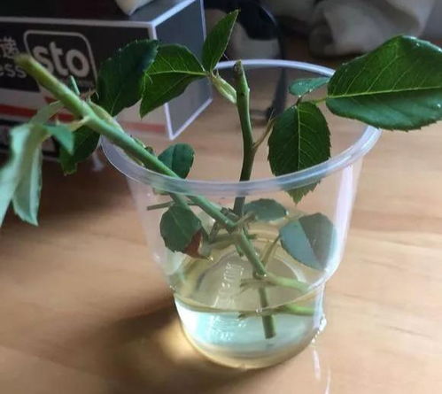 蝴蝶兰花梗扦插时如何正确处理切口以防止腐烂