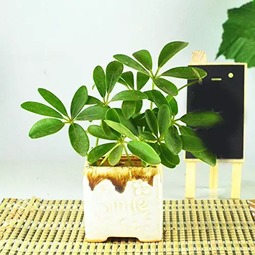 土壤不好，怎么办？