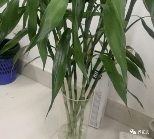 竹子水养叶子发黄，是水培不当还是土壤问题