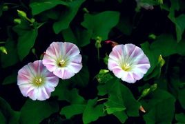 梗多相关视频教程