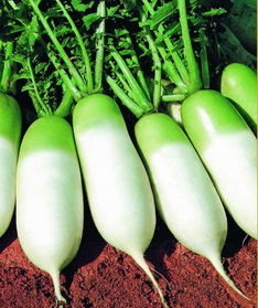 萝卜打什么农药Neng增大？