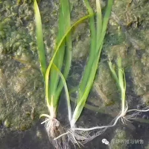 鱼缸长藻怎么办？这些高颜值清洁工——水草虾，你养了吗？