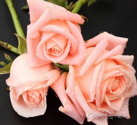 粉红玫瑰的花粉：寓意何在？