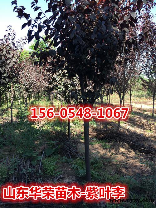 种植用途，广不广？