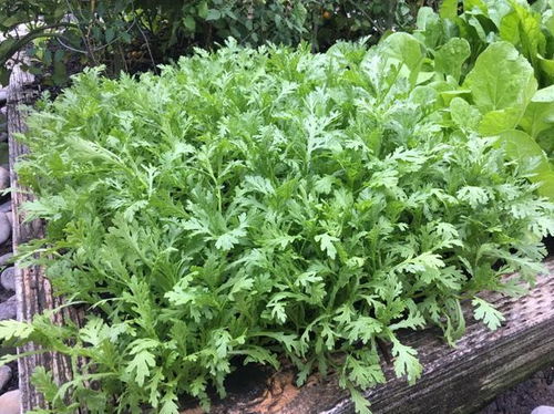 生菜：耐寒又耐热， 春季种植正当时