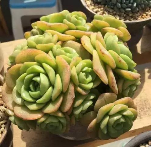 多肉爆盆秘籍：塞点“它”，胖成肉墩，肥美流油！