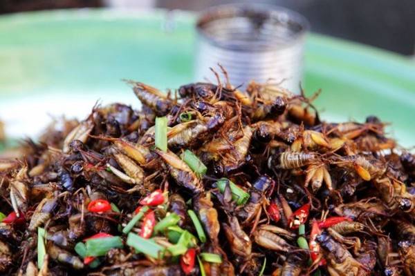 防治小菜蛾：Zui佳时机是啥时候？