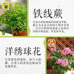 花卉营养关键：探究高蛋白质植物肥料选择指南