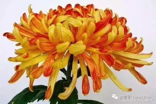 菊黄如金秋，巢穴藏何人