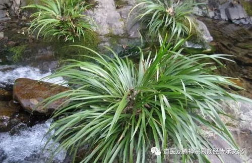 石菖蒲是热性还是凉性？其药性对治疗哪些病症有显著效果