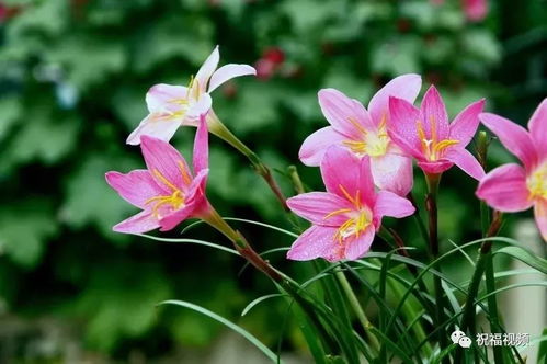 种植韭菜兰的注意事项