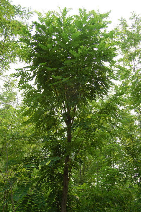 柳生命光辉， 银元滚滚来