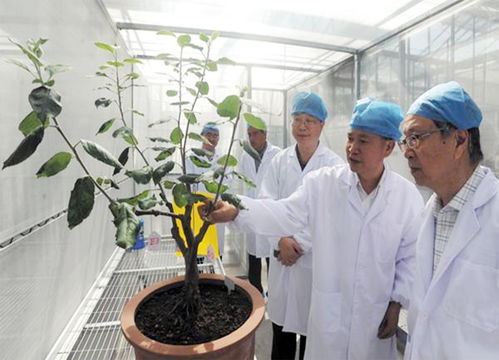 苹果树施肥秘籍，助您果树茁壮成长！