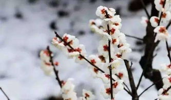 山茶：冬日里的红颜佳人