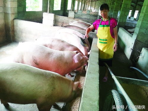 如何用豆腐渣变黄金饲料，养猪户年省10万秘诀是什么？