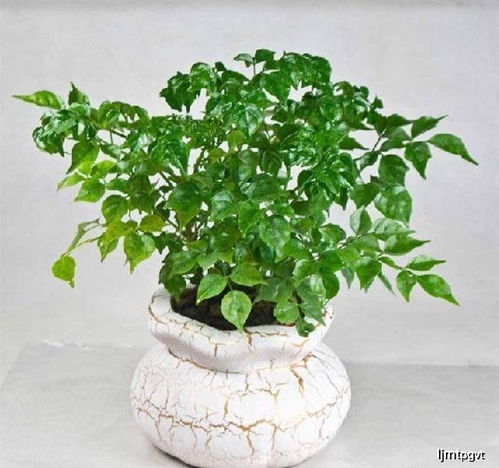 移盆时间要选对