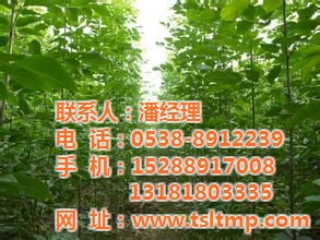 栾树苗价格探秘：2024年栾树一棵多少钱？