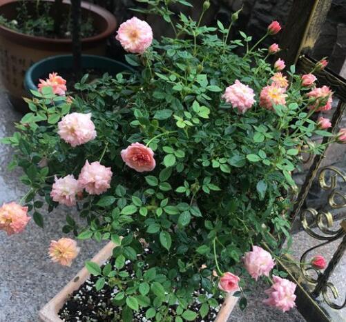 月季花的施肥技巧