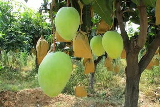 如何让芒果果皮美丽又不用农药？