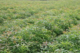 耐寒又抗热的逆天草种