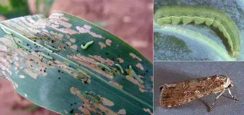 甲维茚虫威：田间害虫的克星