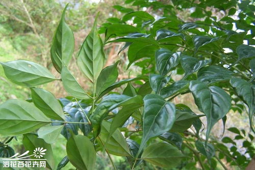 菜豆树开花有啥征兆？养花达人教你提前知晓