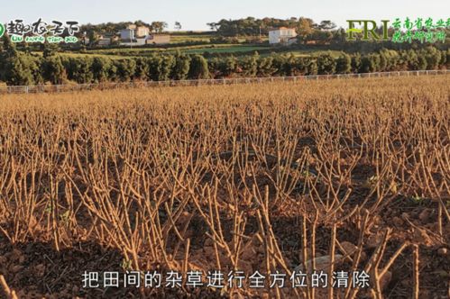 春管双低油菜需五防，指防治病虫害、草害、倒伏、冻害、干旱