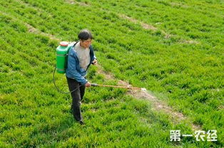 Zui强除草剂施用技巧：科学用药，事半功倍