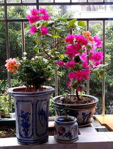 适合养哪些花？