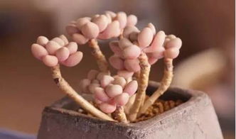 光照小技巧， 让叶片绽放光彩