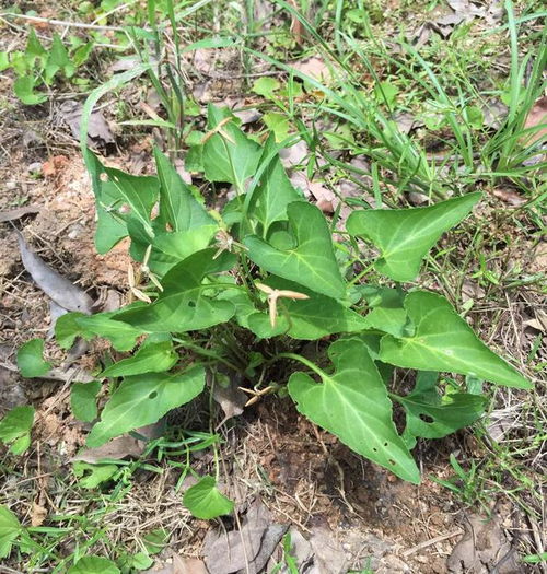 棉田中后期， 草甘膦也是好帮手