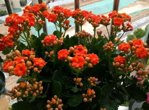 蓝精灵花卉，为何迟迟不开花