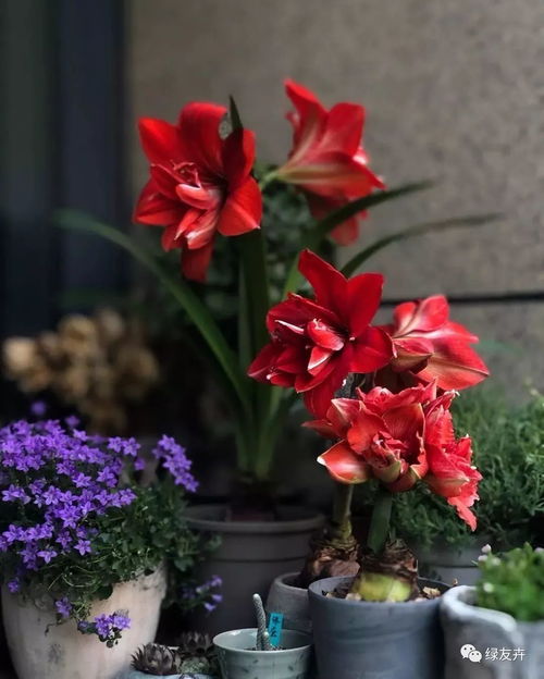 冬天开的花有哪些？这几种花好看又耐寒