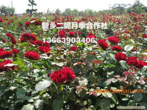 月季种植：矮化密植，产量翻倍的秘密！