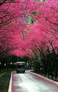 樱花的美丽世界