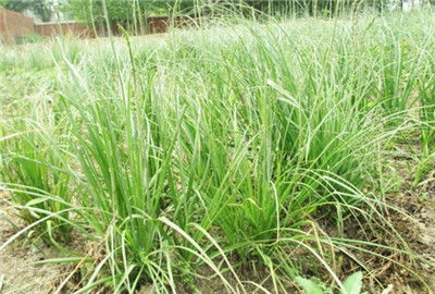 知母种植，选地彳艮重要