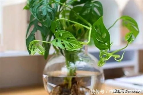 室内耐阴植物的推荐