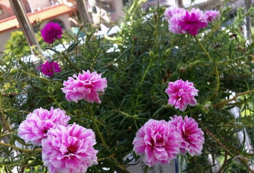 新疆种花，投入产出比是关键