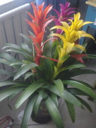 凤梨科植物：热带风情