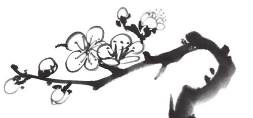 梅花如何高效吸收水分？其秘密是否藏于根部