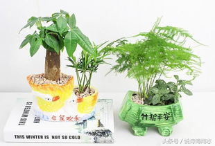 最旺宅植物有哪些？这几种植物让家里更兴旺