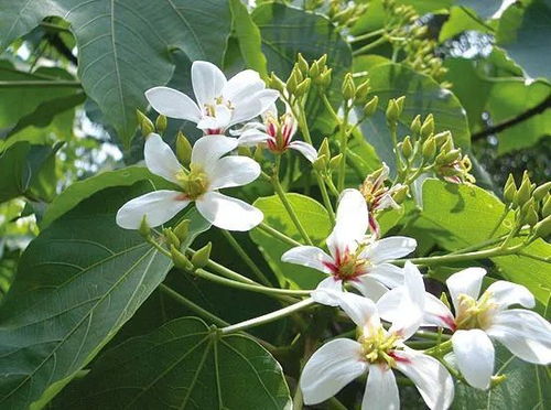 中国经典传统苗木产区特点浅析