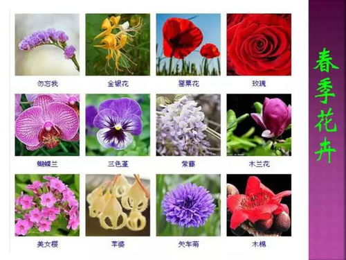 花卉图片搜索利器，这个网站你一定不能错过