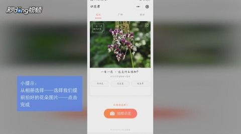 如何快速识别不同品种的花朵？简单几步走