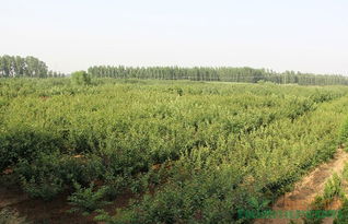 第四步：投资与收益，权衡利弊