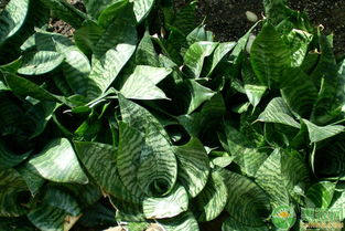 虎皮兰种植方法