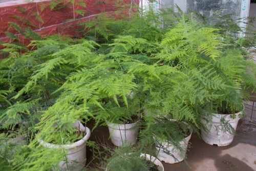 文竹造型修剪具体方法有哪些？养文竹注意事项有哪些