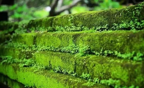 先来聊聊农药的降解