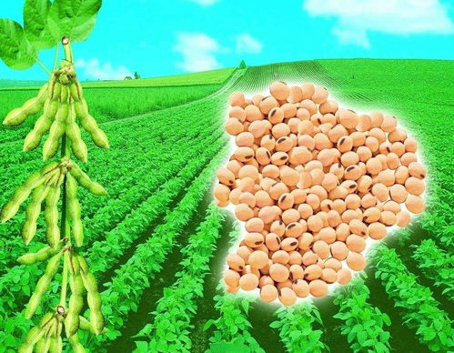 毛葱的价格行情：涨跌之间