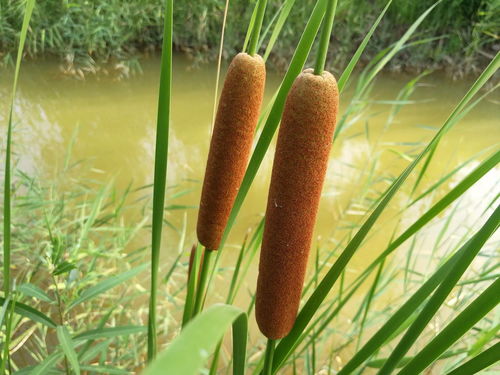 香蒲草的药用价值